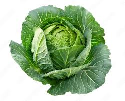 Cabbage.jpg